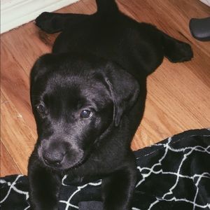 Meet your Posher, Hallie